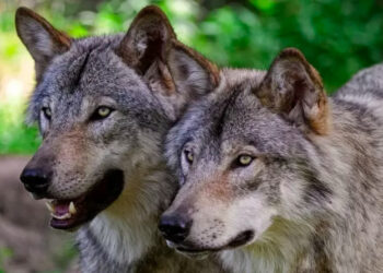 Allarme lupi, Coldiretti: “In Piemonte ci sono più esemplari che in tutta la Svezia”