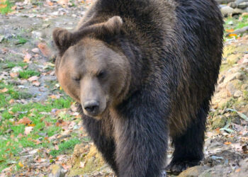 Individuata l’orsa che ha ucciso Andrea Papi: nel 2020 ferì altre due persone