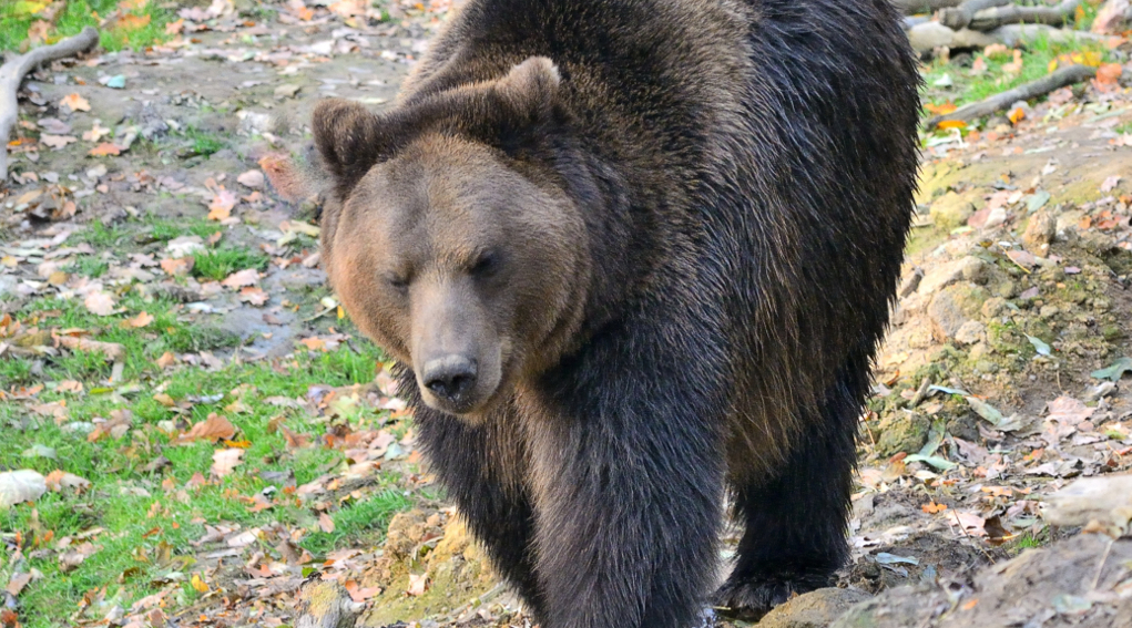 Ministero dell'Interno favorevole allo spray anti-orso per il Corpo  Forestale - Caccia Passione