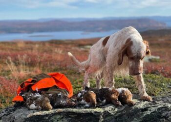 Quando il turismo venatorio arriva nel Grande Nord: Montefeltro e la caccia con il cane in Lapponia