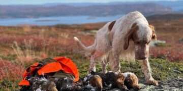 Quando il turismo venatorio arriva nel Grande Nord: Montefeltro e la caccia con il cane in Lapponia