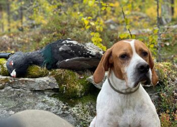 Quando il turismo venatorio arriva nel Grande Nord: Montefeltro e la caccia con il cane in Lapponia