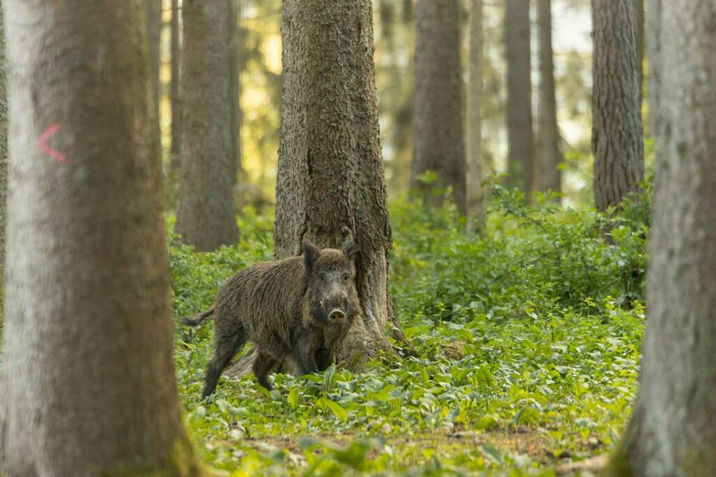 caccia cinghiale