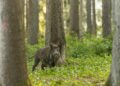 CTFV nazionale e il Piano straordinario fauna selvatica. La conferenza Stato Regioni rimanda la discussione