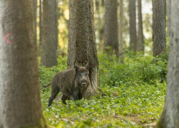 CTFV nazionale e il Piano straordinario fauna selvatica. La conferenza Stato Regioni rimanda la discussione
