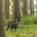 CTFV nazionale e il Piano straordinario fauna selvatica. La conferenza Stato Regioni rimanda la discussione