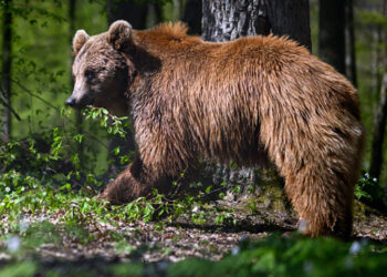 Orsi. On. Caretta (FdI), grandi carnivori problema da affrontare senza ideologie