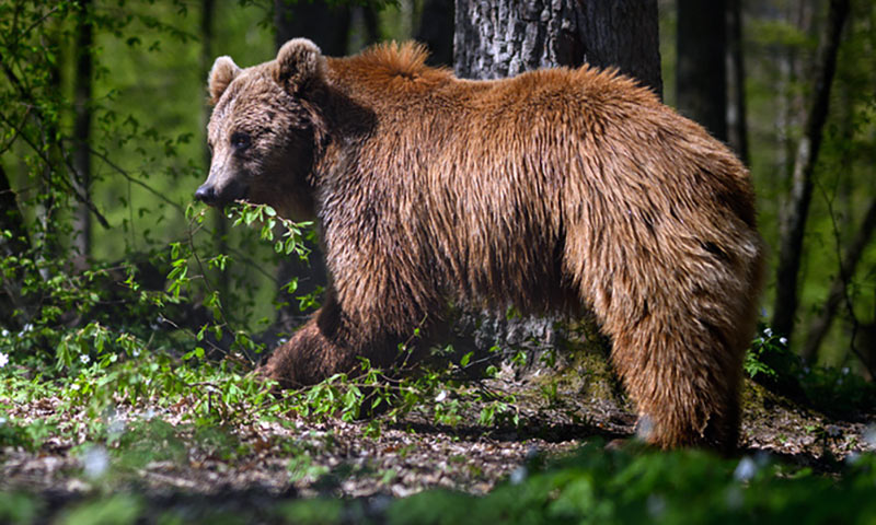 orso bruno