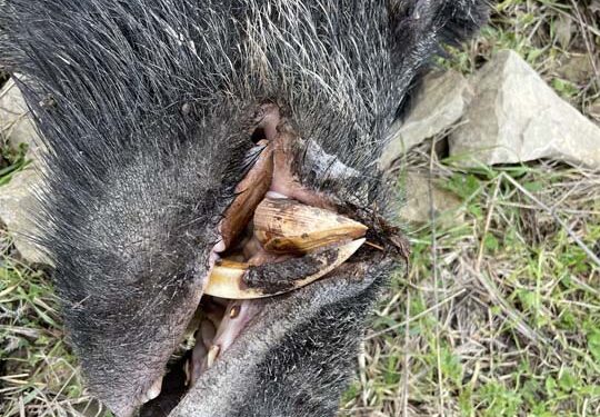 Caccia la cinghiale. “Mare e monti”