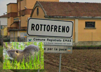 Il Comune del Piacentino che offrirà una ricompensa in denaro a chi abbatterà le nutrie