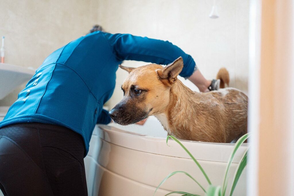 cura del cane