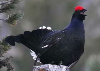 Censimenti fauna alpina: i cacciatori sempre protagonisti