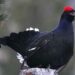 Censimenti fauna alpina: i cacciatori sempre protagonisti