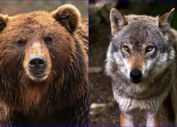 Provincia di Bolzano: “Orsi e lupi non sono più compatibili col vivere civile”