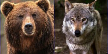 Provincia di Bolzano: “Orsi e lupi non sono più compatibili col vivere civile”