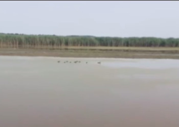 Laghi da caccia: nel Padule di Fucecchio un nuovo gioiello di biodiversità
