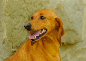 Segugio dell’Appennino: approvata la richiesta di riconoscimento