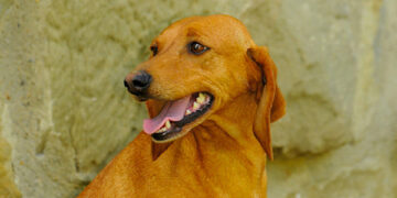 Segugio dell’Appennino: approvata la richiesta di riconoscimento