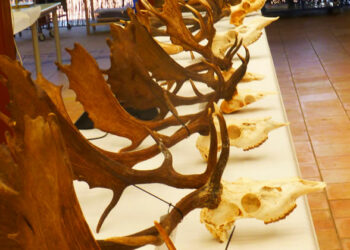 Accademia Biometrica Faunistica Italiana, con FIDC la prima volta di Siena