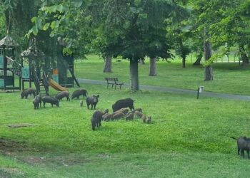 Fiumicino, l’allarme di agronomi e forestali: “Il Parco della Leprignana è ormai invaso dai cinghiali”