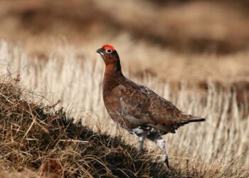 Caccia in Scozia con Montefeltro per un’esperienza venatoria indimenticabile e a 360°