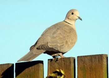 Toscana, parere positivo dell’ISPRA sul possibile prelievo in deroga della tortora dal collare
