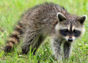 Toscana: approvata strategia regionale sugli interventi di controllo ed eradicazione di specie aliene invasive