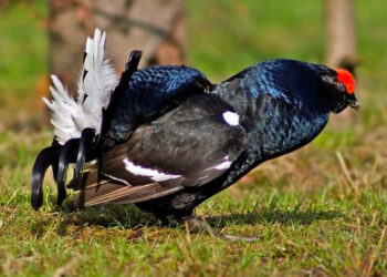 FIDC, corso sui galliformi alpini con il Comprensorio Valle Seriana