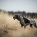 Forasacchi: il pericolo estivo per i cani da caccia