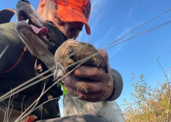 Caccia alla quaglia in Macedonia, un’esperienza entusiasmante per cani e cacciatori