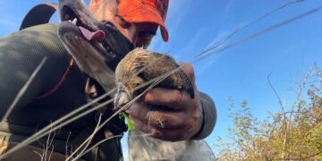 Caccia alla quaglia in Macedonia, un’esperienza entusiasmante per cani e cacciatori