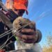 Caccia alla quaglia in Macedonia, un’esperienza entusiasmante per cani e cacciatori
