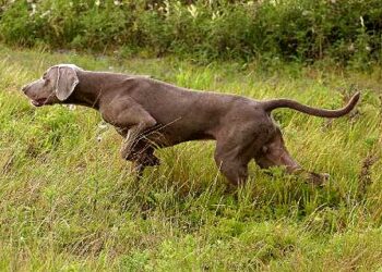 A Cuneo la Coppa Italia “Federale” su selvaggina di montagna