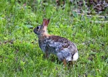 Censimento del coniglio selvatico, FIDC Catania a supporto dei tecnici faunistici