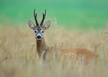 Caccia agli ungulati in Toscana: scopri l’offerta dell’AAV “Campo alla Pigna”