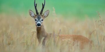 Caccia agli ungulati in Toscana: scopri l’offerta dell’AAV “Campo alla Pigna”