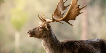 Caccia agli ungulati in Toscana: scopri l’offerta dell’AAV “Campo alla Pigna”