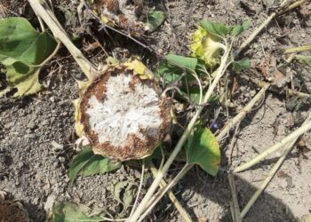 Confagricoltura Piacenza: “Cinghiali e caprioli pasteggiano a girasoli”