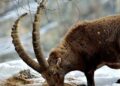 Parco Nazionale Gran Paradiso, l’intelligenza artificiale verrà usata per monitorare gli stambecchi