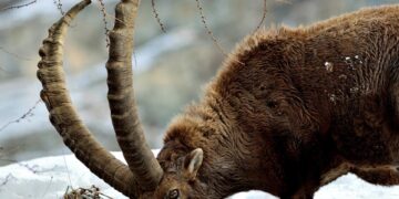 Parco Nazionale Gran Paradiso, l’intelligenza artificiale verrà usata per monitorare gli stambecchi