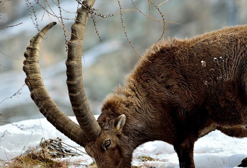 Parco Nazionale Gran Paradiso, l’intelligenza artificiale verrà usata per monitorare gli stambecchi