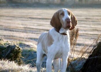 SABI: ad Arezzo la terza edizione del Mondiale Bracco Italiano