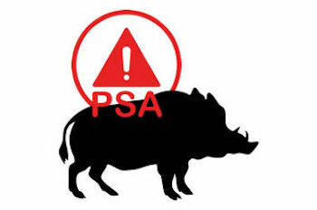 Pubblicato sul sito del Ministero della Salute il piano contro la peste suina