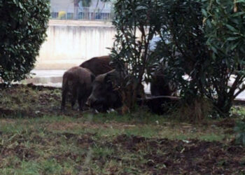 Coldiretti Puglia: “Razzia di prezzemolo, bietole e finocchi per colpa dei cinghiali”