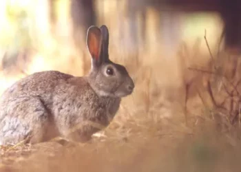 Caccia in Sicilia, le integrazioni al calendario 2023-2024 sul coniglio selvatico
