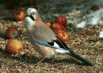 Caccia in Campania, assessore Caputo conferma pre-apertura per 9 e 10 settembre