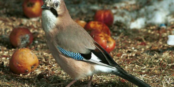Caccia in Campania, assessore Caputo conferma pre-apertura per 9 e 10 settembre