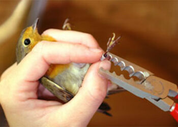 Al via il primo corso ISPRA per aspiranti inanellatori di uccelli