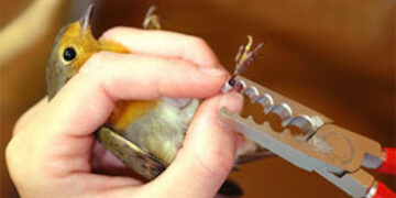 Al via il primo corso ISPRA per aspiranti inanellatori di uccelli