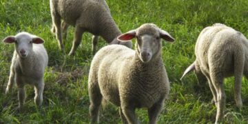 Coldiretti: “Ok scelte UE su lupo, ma ora salviamo anche le pecore”